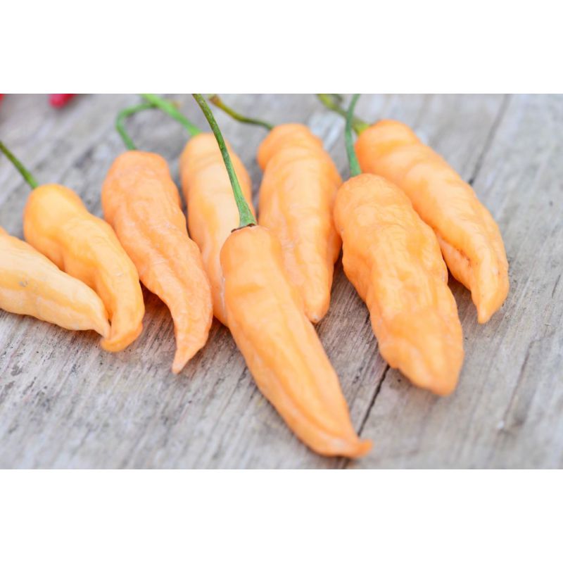 Osivo zeleniny - Paprika chilli CLAVO ROSE (DS)