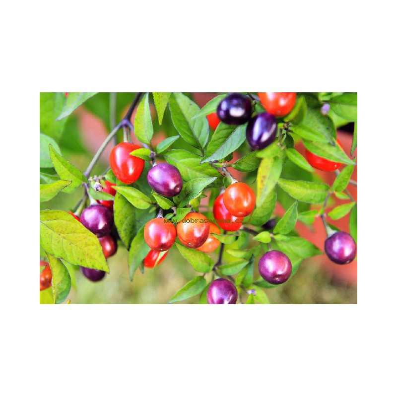 Osivo zeleniny - Paprika chilli FILIUS BLUE (DS)