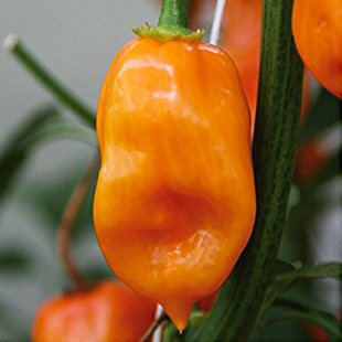 Chilli papriky - Paprika chilli Habanero Calita Orange neroubované 10,5cm