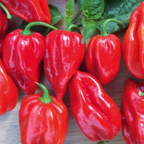 Rostliny - Paprika chilli Habanero Calita Red neroubované 10,5cm