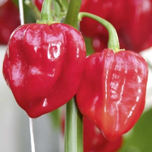 Paprika chilli Habanero Calita Red neroubované 10,5cm-0