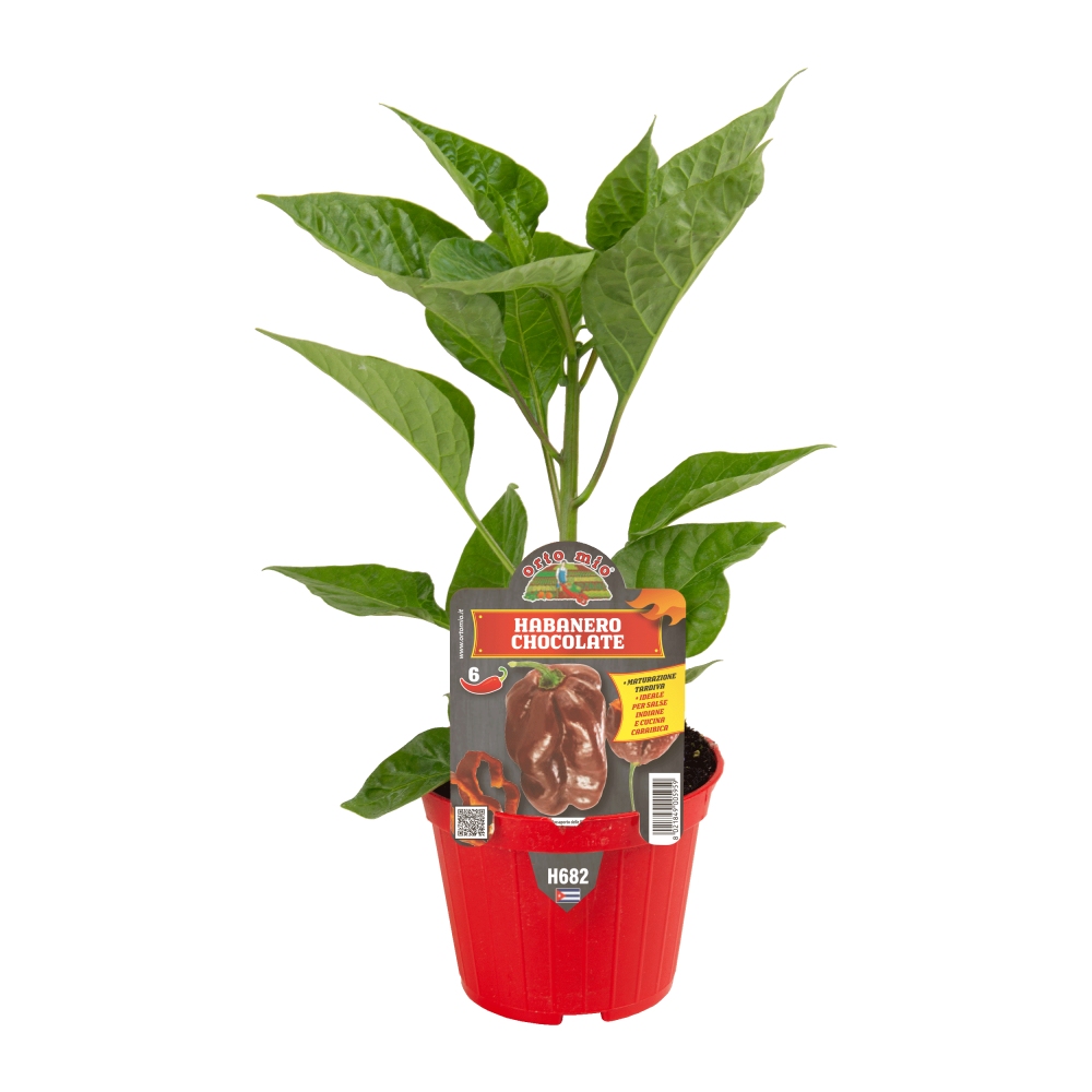 Chilli papriky - Paprika chilli Habanero Chocolate květináč 10cm