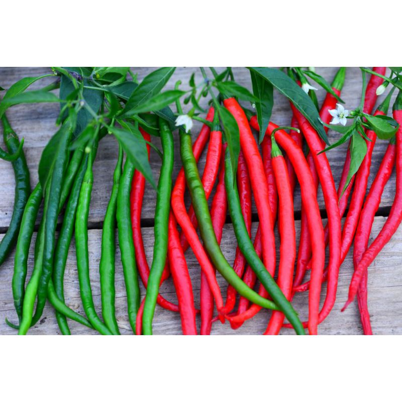 Osivo zeleniny - Paprika chilli INDONESIAN PANJANG (DS)