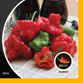 Paprika chilli Jamaican Rosso PIQUANT-0