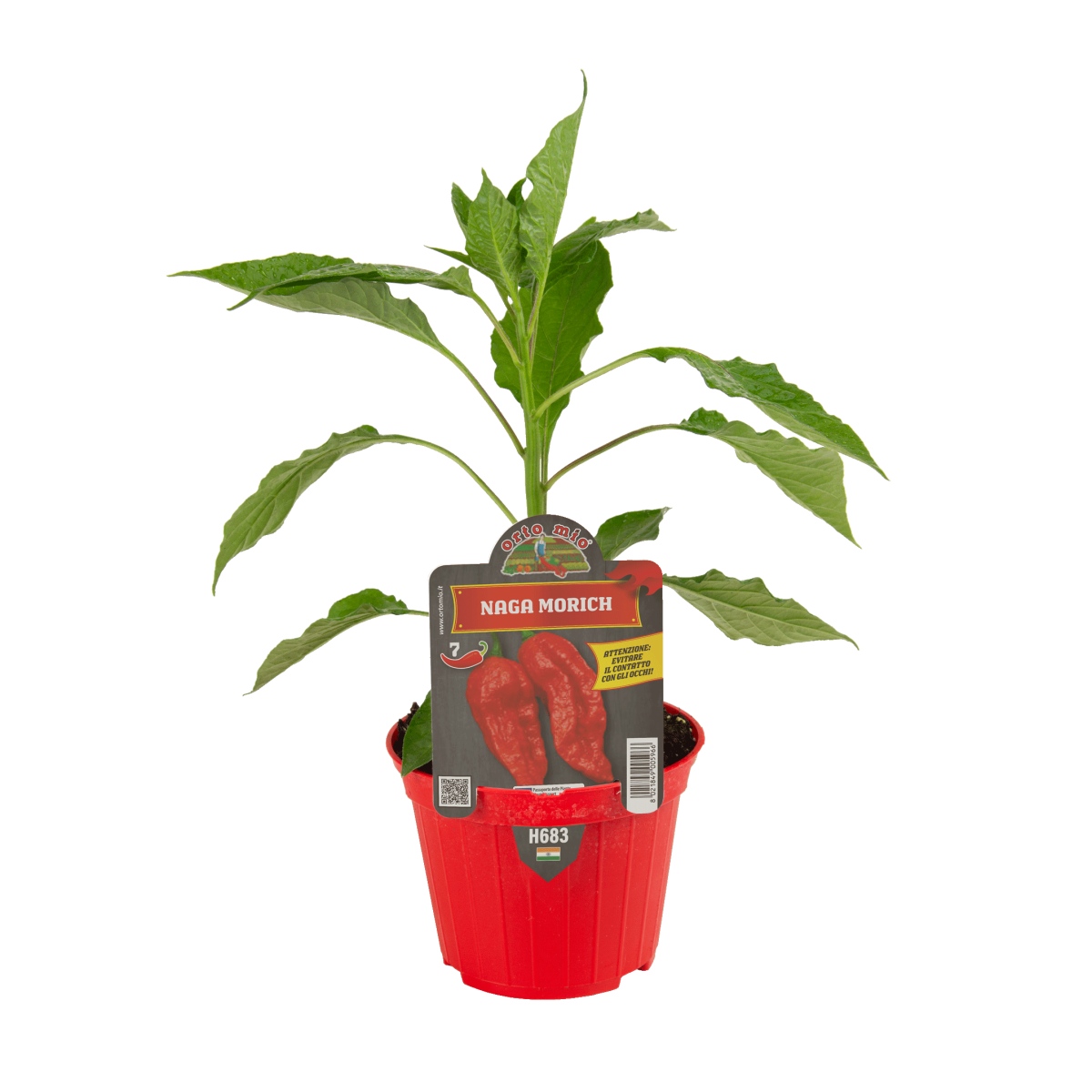 Chilli papriky - Paprika chilli Naga Morich neroubovaná květináč 10cm