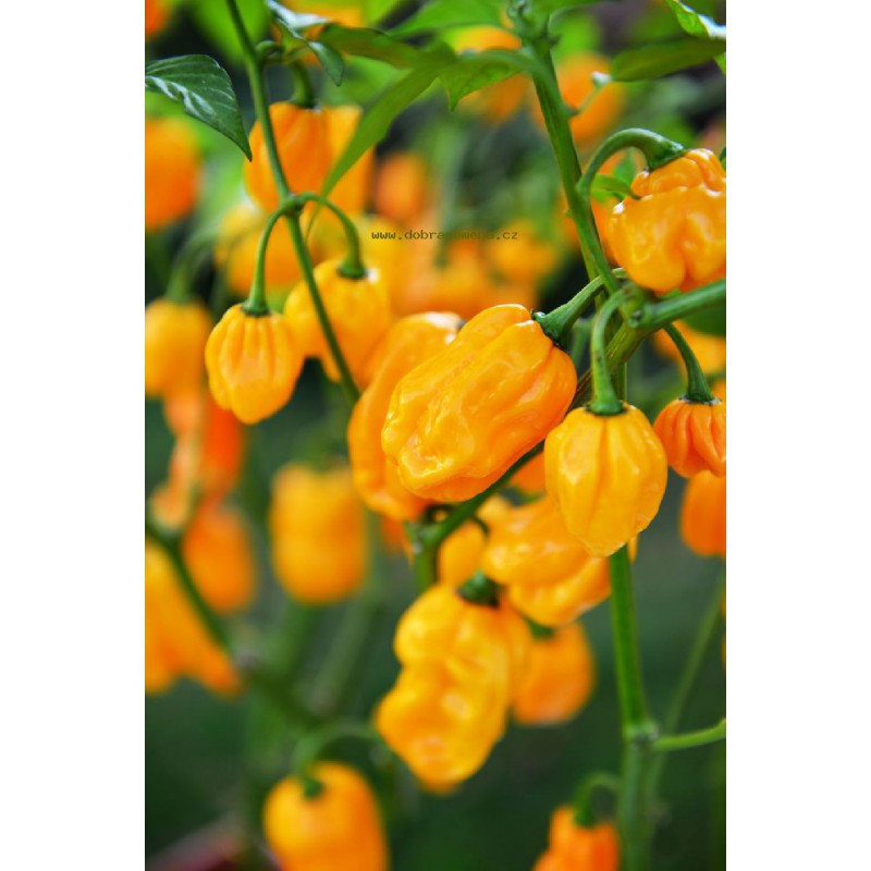 Osivo zeleniny - Paprika chilli NUMEX SUAVE ORANGE (DS)