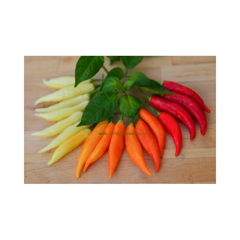 Osivo zeleniny - Paprika chilli OMNICOLOR (DS)