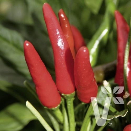 Chilli papriky - Paprika chilli Rawit Impressa neroubované 10,5cm