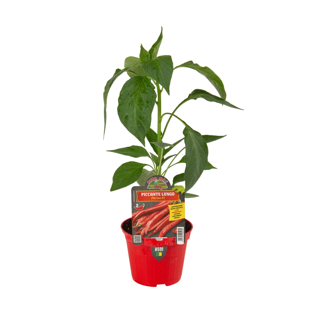 Chilli papriky - Paprika chilli Romital/Pierino F1 květináč 10cm