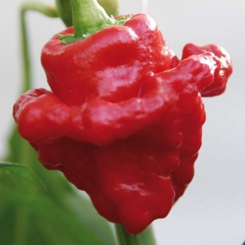 Chilli papriky - Paprika chilli Scotch Bonnet Amino Red neroubovaná 10,5cm