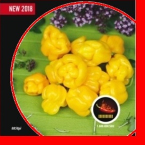 Paprika chilli Trinidad Moruga Scorpion Yellow PIQUANT-0