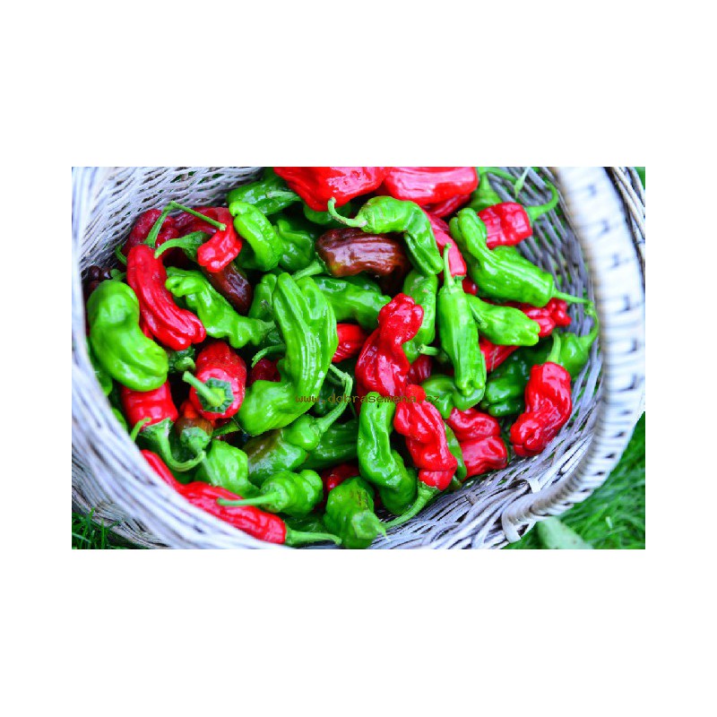 Osivo zeleniny - Paprika chlli SHISHITO (DS)