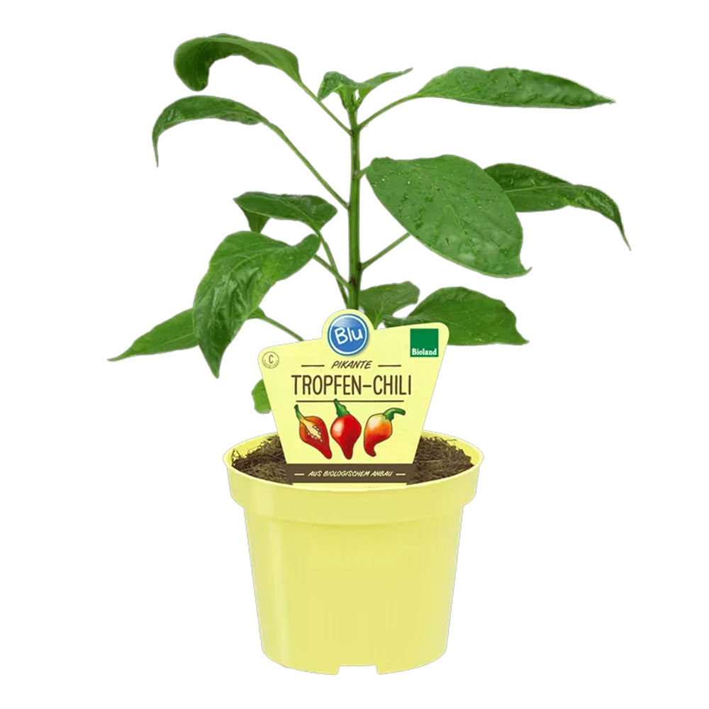 Bylinky - Paprika čínská Tropfen chilli BIO květináč 12cm