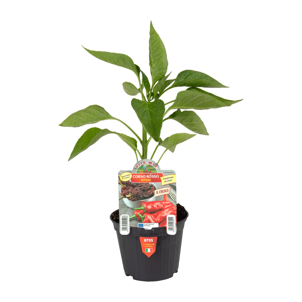 Neroubovaná sadba - Paprika Corno Rosso neroubovaná květináč 10cm