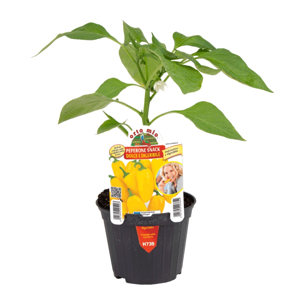 Rostliny - Paprika Dolce Snack mix květináč 10cm