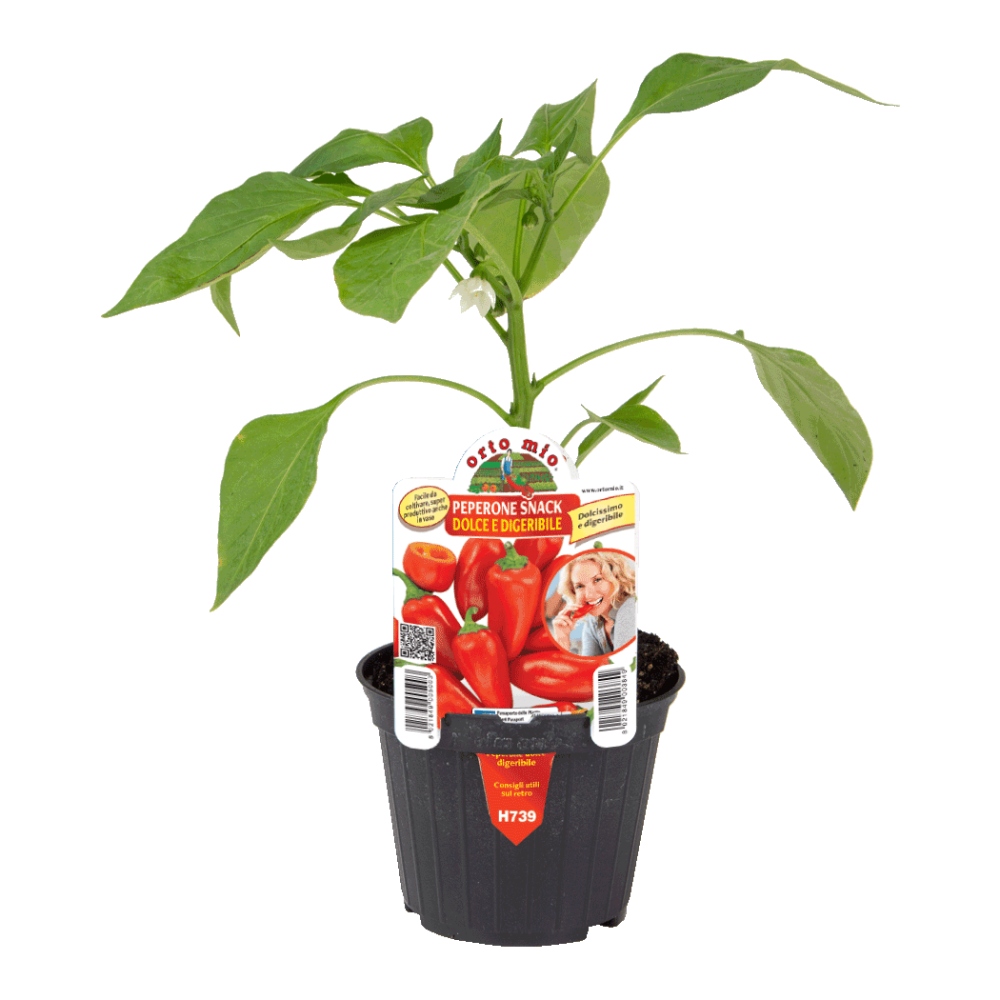 Paprika Dolce Snack mix květináč 10cm-0