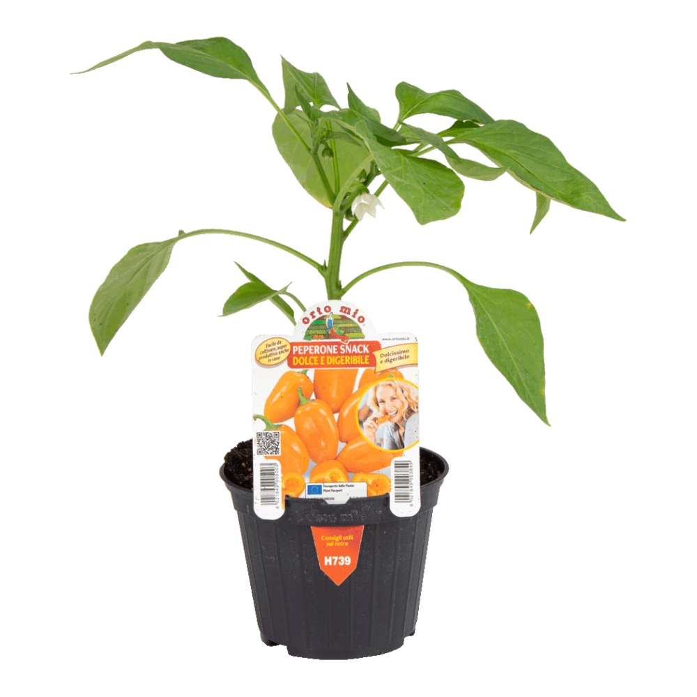 Paprika Dolce Snack mix květináč 10cm-1