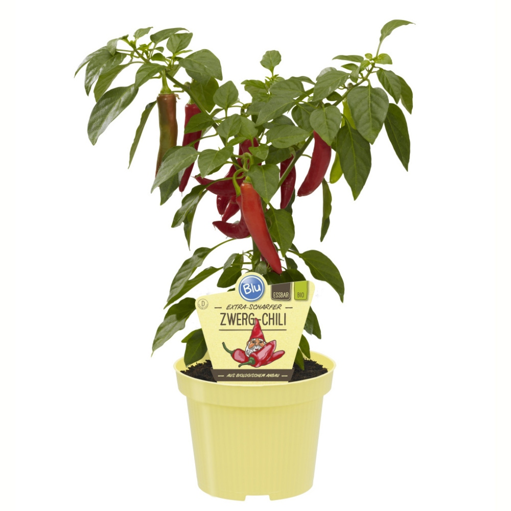 Bylinky - Paprika extra pálivá Zwerg Chili BIO květináč 12cm