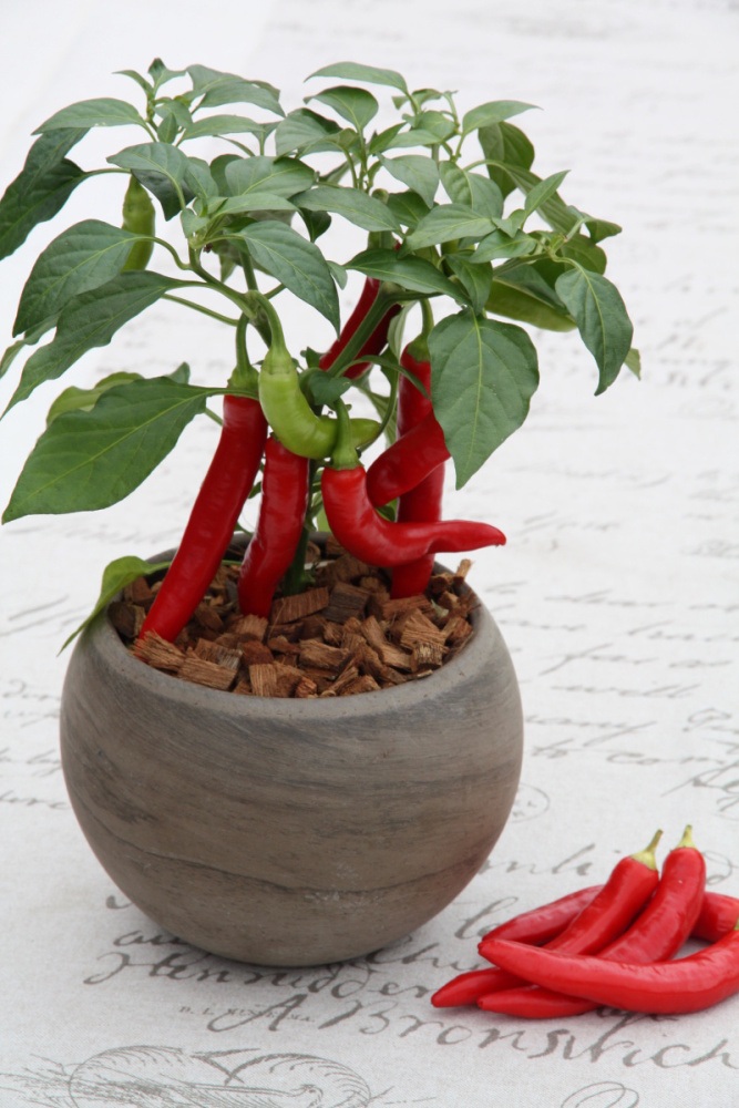Paprika extra pálivá Zwerg Chili BIO květináč 12cm-1