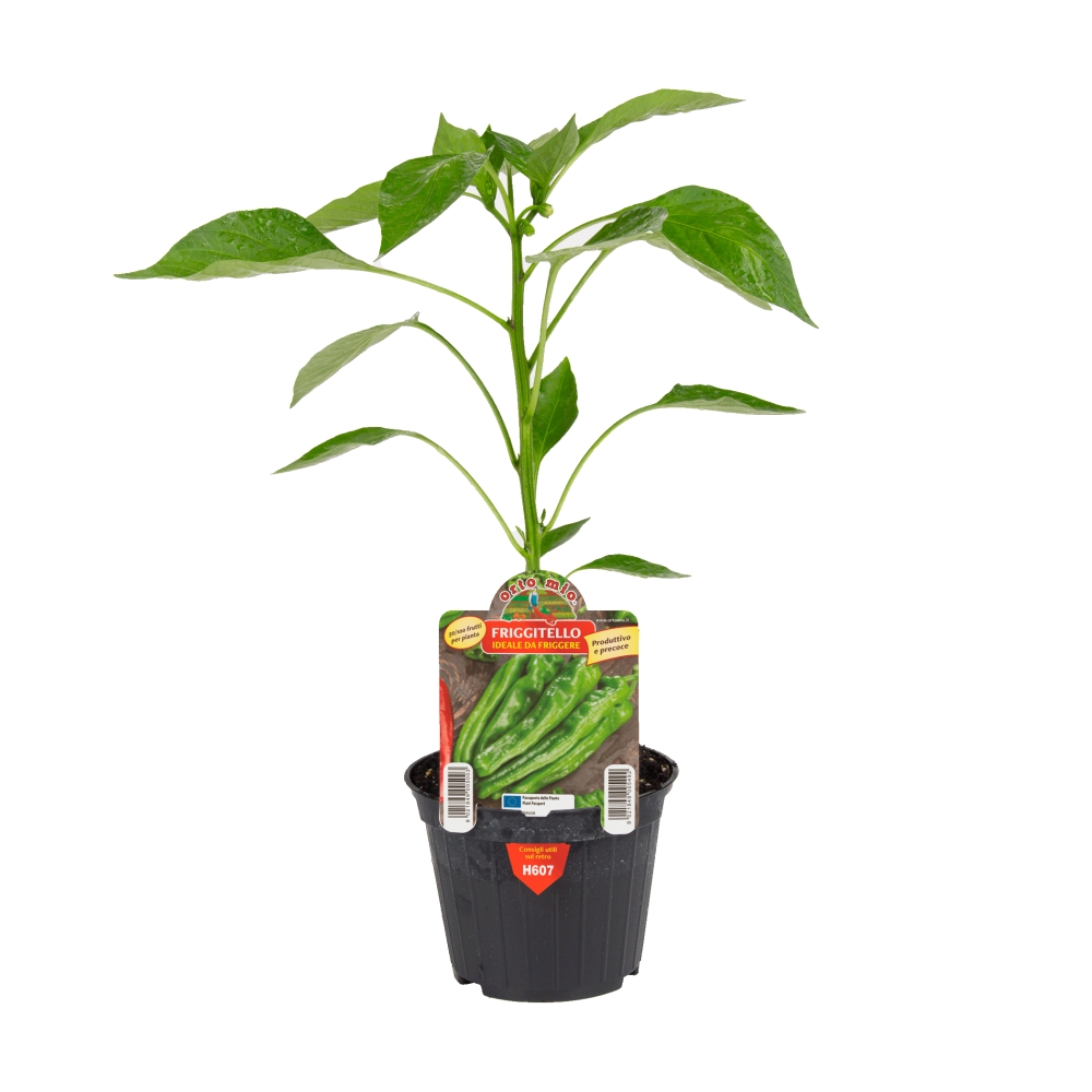 Neroubovaná sadba - Paprika Friggitello/Isotta F1 květináč 10cm