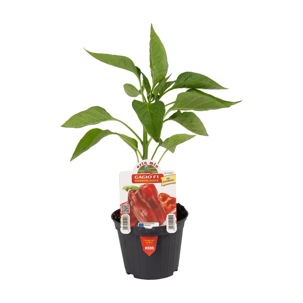 Neroubovaná sadba - Paprika Gagio F1 květináč 10cm