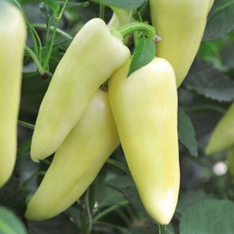 Neroubovaná sadba - Paprika Inara neroubovaná květináč 10,5cm