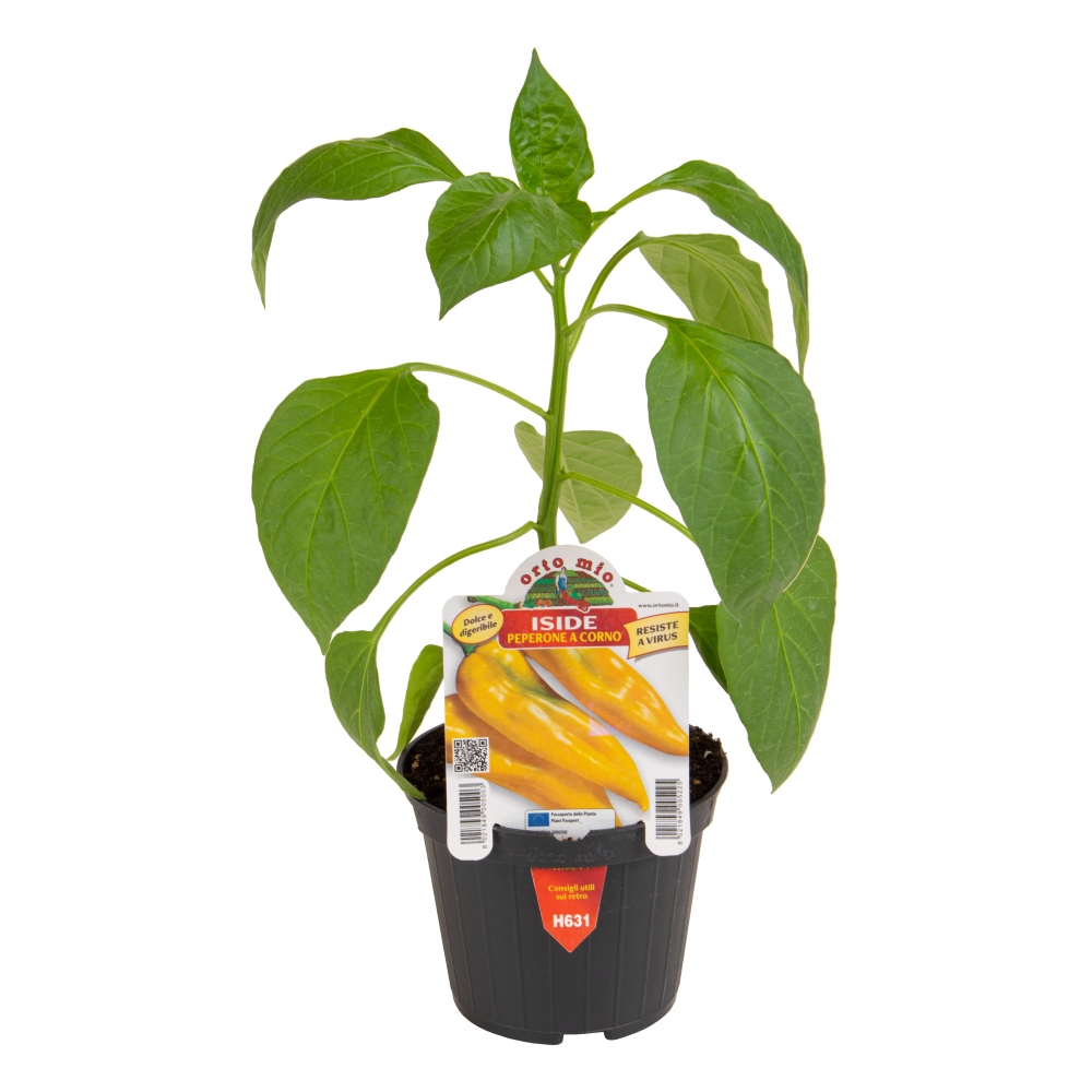 Neroubovaná sadba - Paprika Iside F1 květináč 10cm