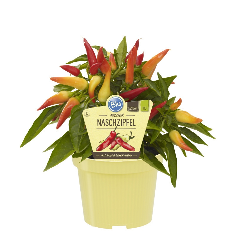 Bylinky - Paprika jemně pálivá BIO květináč 12cm