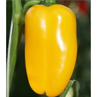 Neroubovaná sadba - Paprika Lubega Mini Yellow neroubovaná 12cm