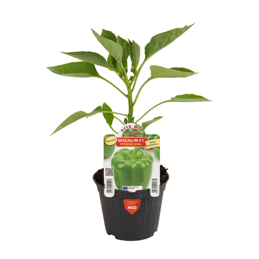 Neroubovaná sadba - Paprika Magnum F1 květináč 10cm
