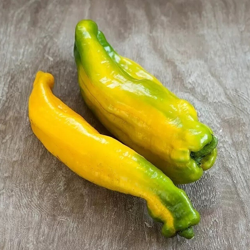 Neroubovaná sadba - Paprika Manati Yellow neroubovaná 12cm