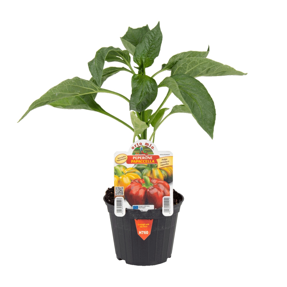 Neroubovaná sadba - Paprika Napoletano/Papaccella květináč 10cm