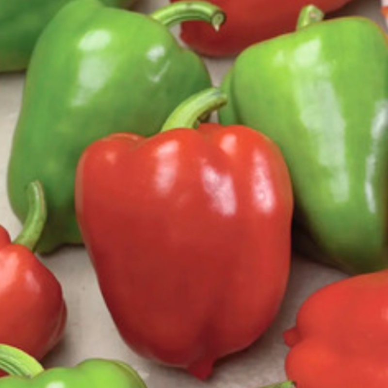 Neroubovaná sadba - Paprika Neusiedler Ideal neroubovaná 10,5cm