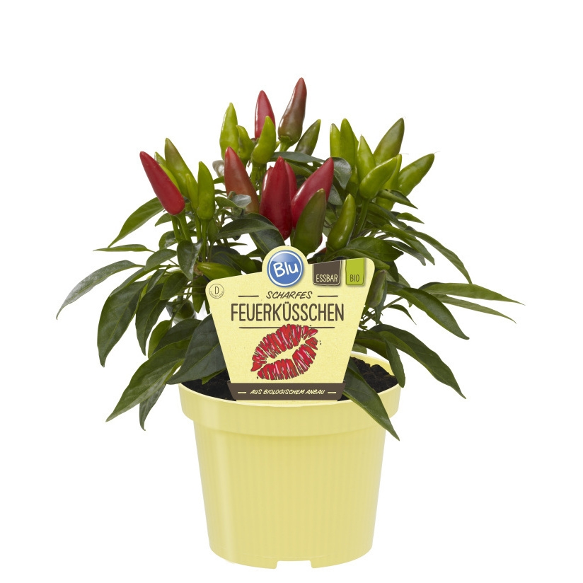 Bylinky - Paprika pálivá Feuerküsschen BIO květináč 12cm