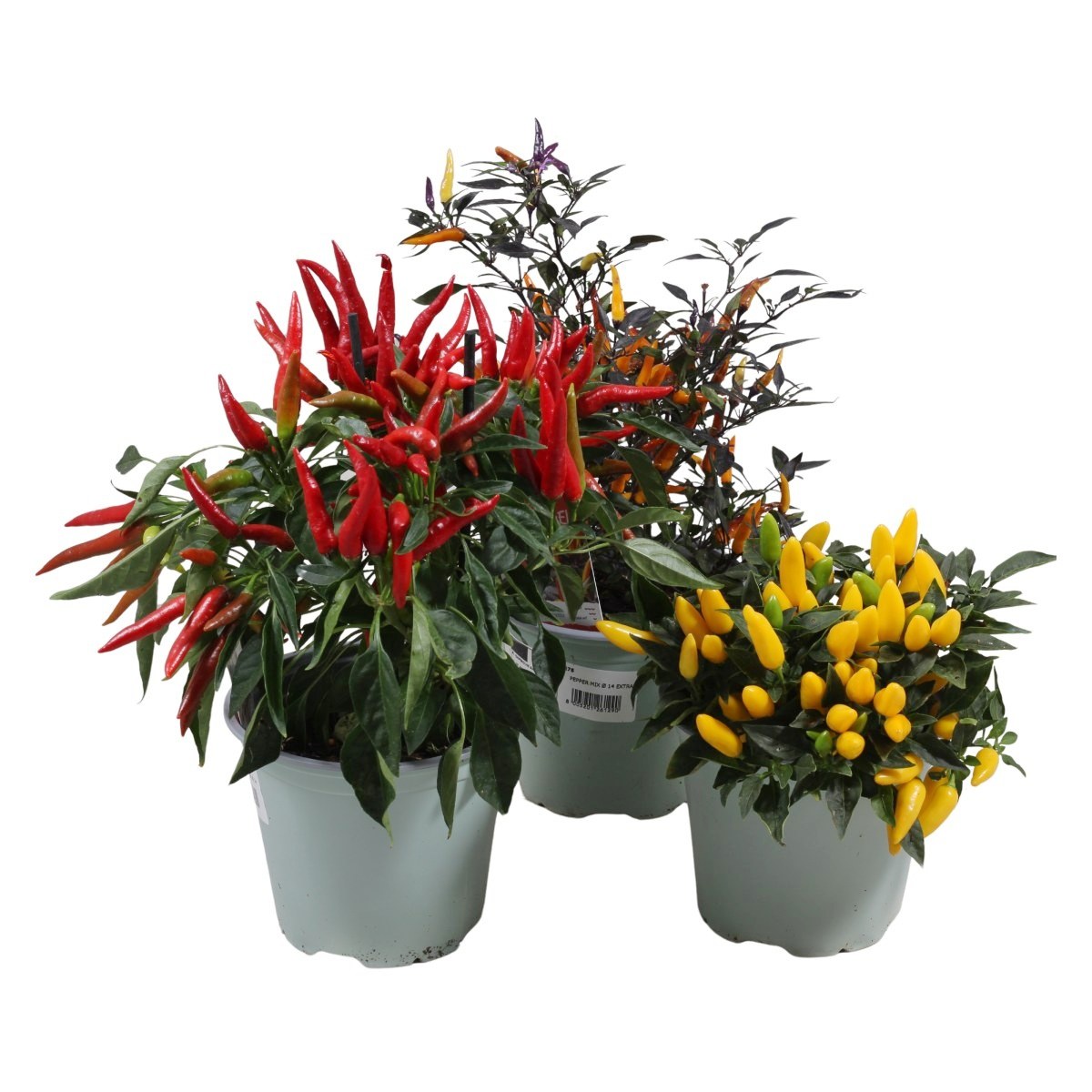 Bylinky - Paprika roční - chilli mix, květináč 14cm