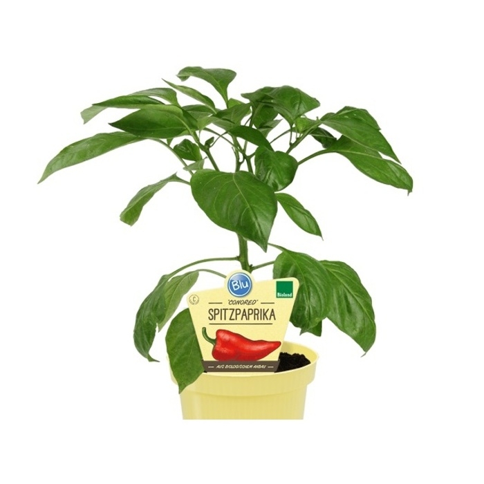 Bylinky - Paprika roční 'Conored' BIO květináč 12cm