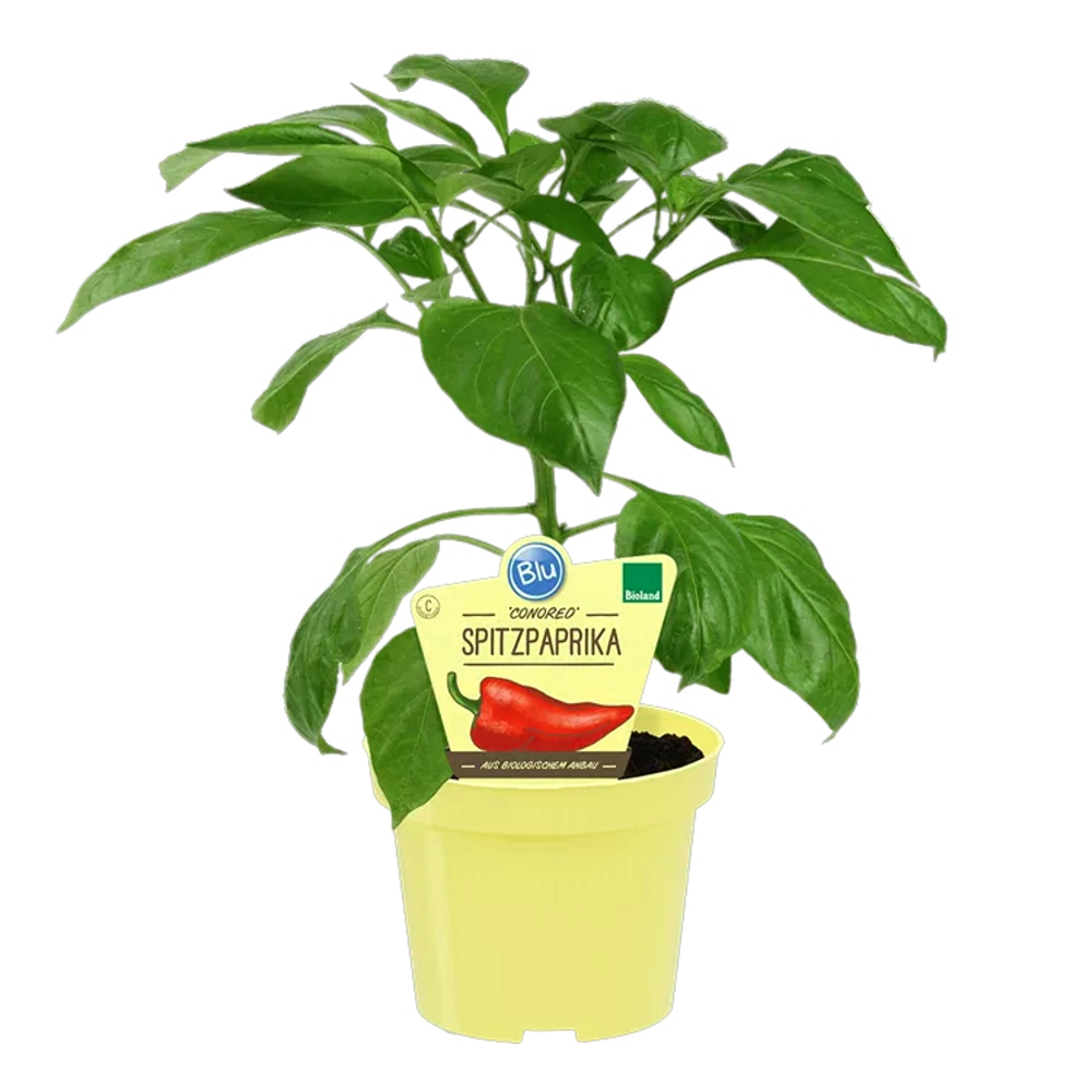 Bylinky - Paprika roční 'Conored' BIO květináč 12cm