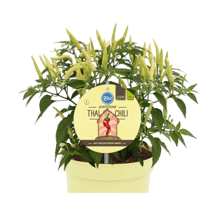 Bylinky - Paprika roční Thai chilli BIO květináč 12cm