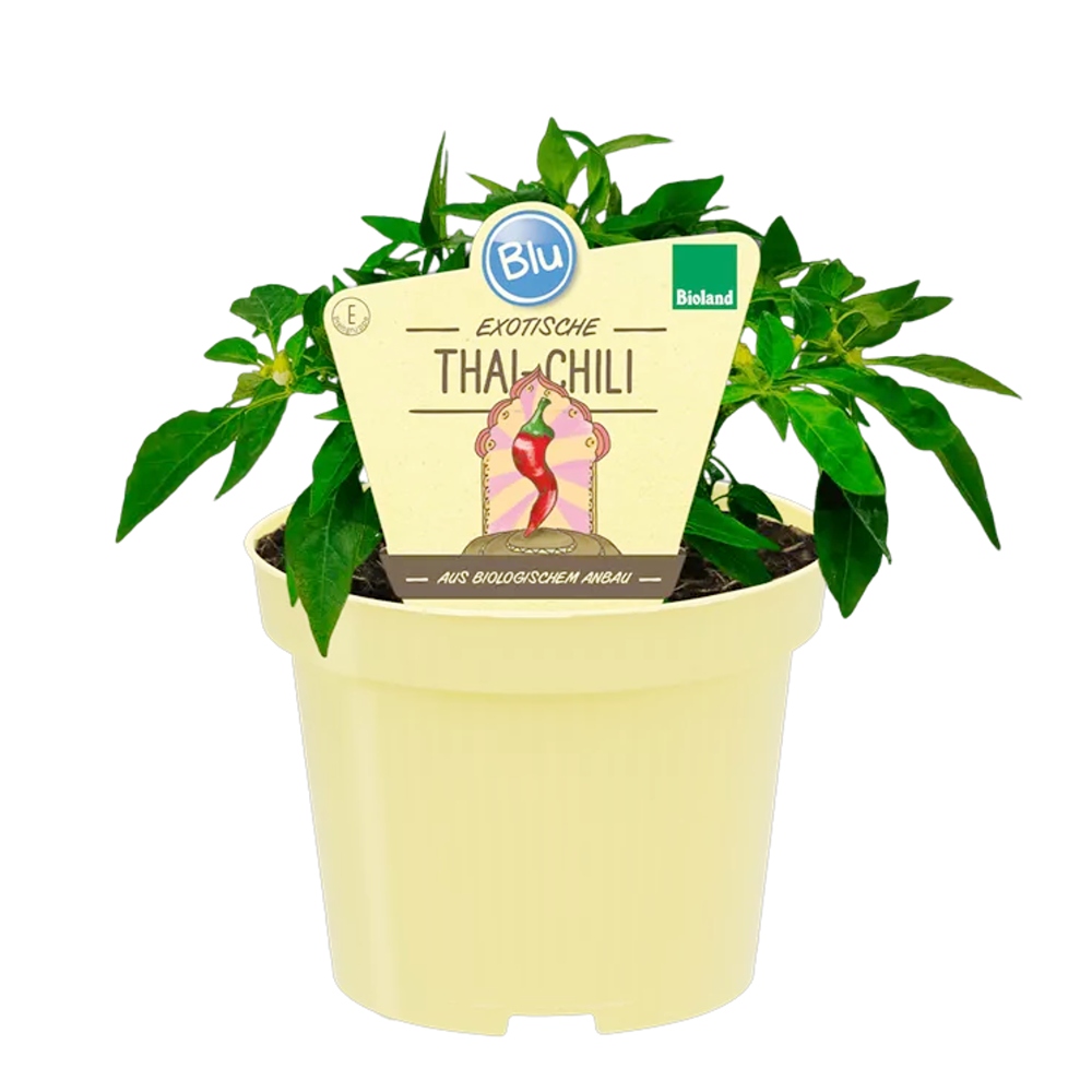 Bylinky - Paprika roční Thai chilli BIO květináč 12cm