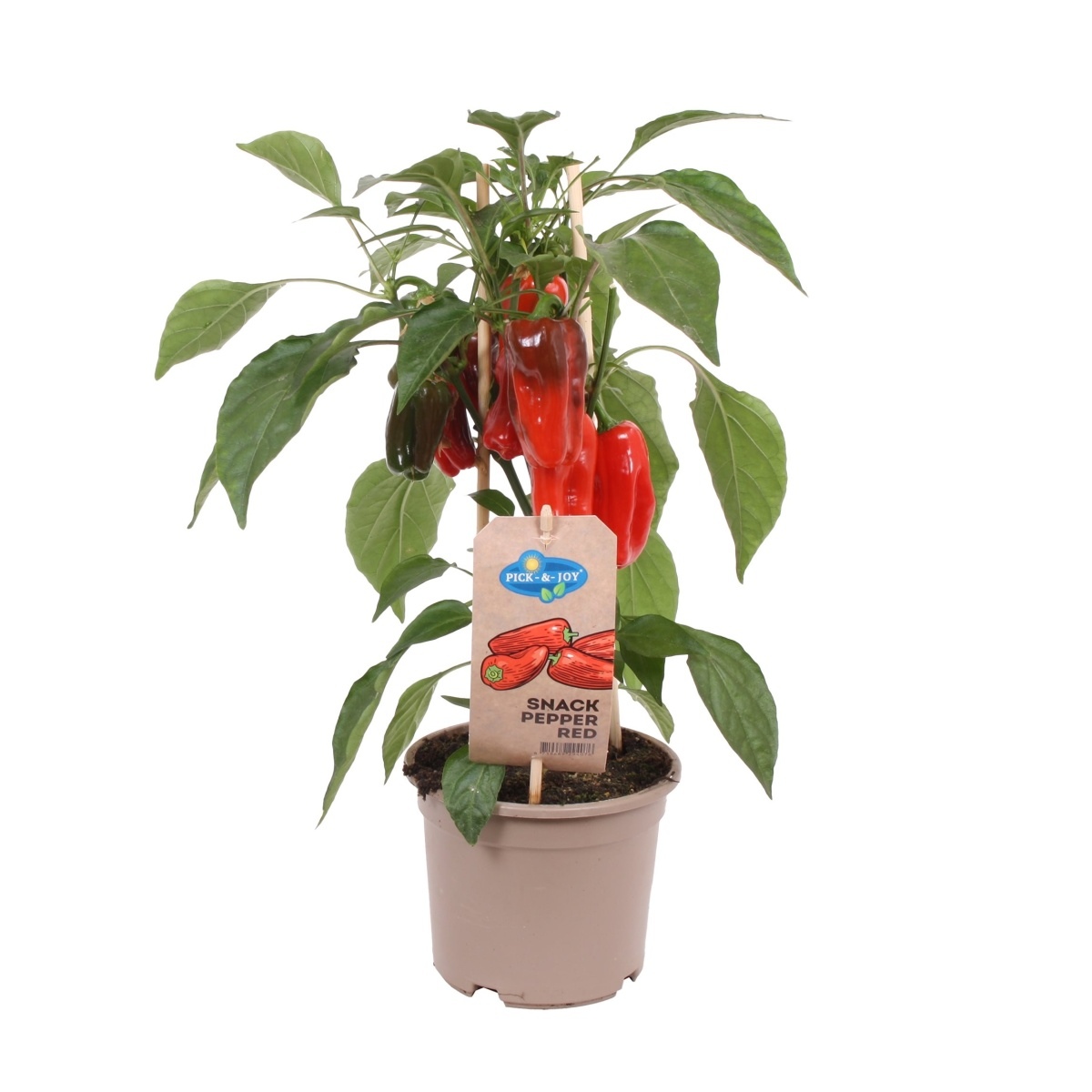 Neroubovaná sadba - Paprika s plody mix květináč 14cm
