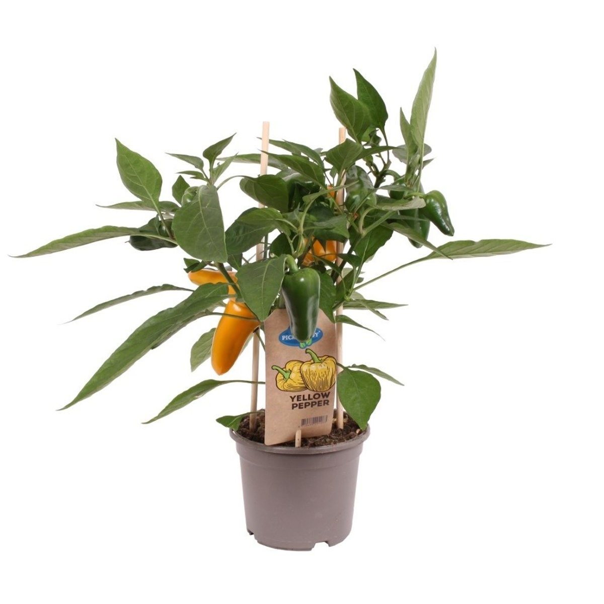 Paprika s plody mix květináč 14cm-0