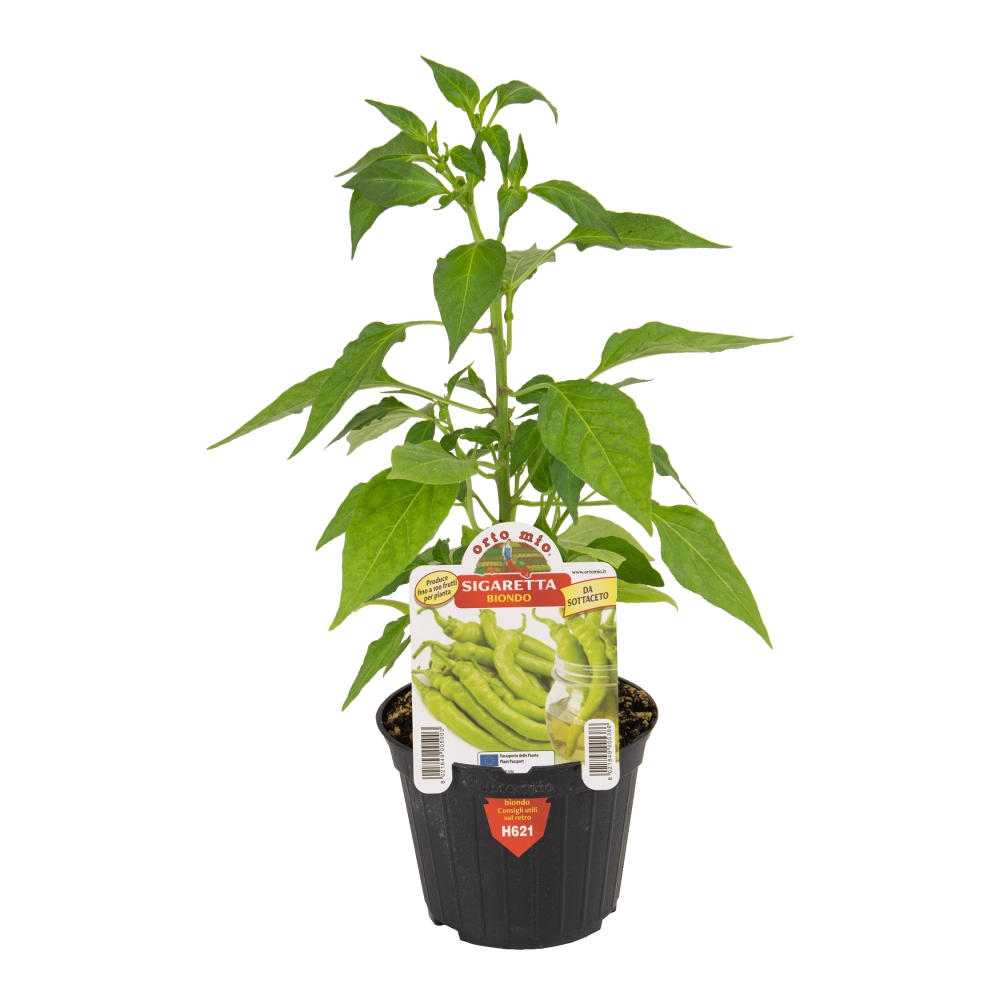 Neroubovaná sadba - Paprika Sigaretta Biondo květináč 10cm
