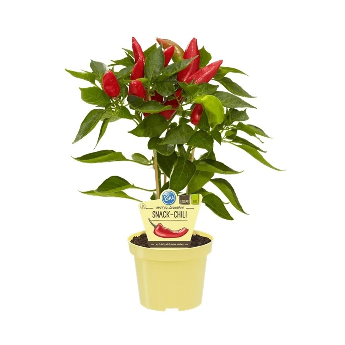 Bylinky - Paprika středně pálivá Snack BIO květináč 12cm