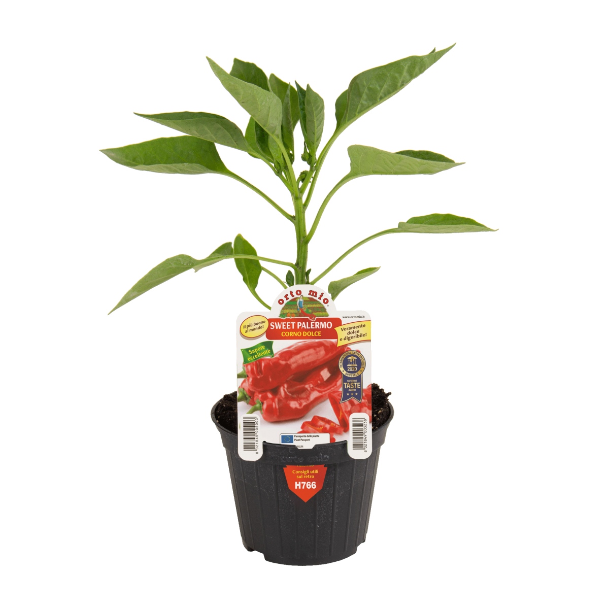 Neroubovaná sadba - Paprika Sweet Palermo mix květináč 10cm