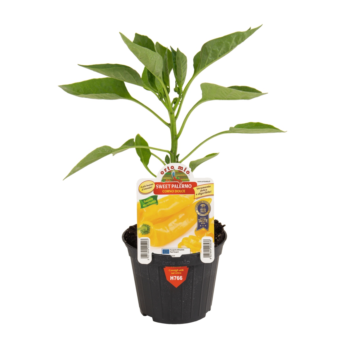 Paprika Sweet Palermo mix květináč 10cm-0