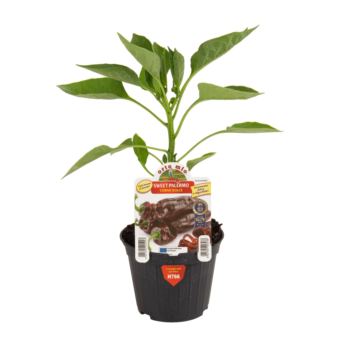 Paprika Sweet Palermo mix květináč 10cm-1