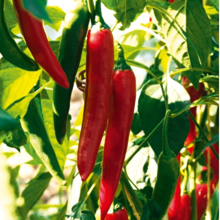 Chilli papriky - Paprika Vectura Red neroubovaná 12cm