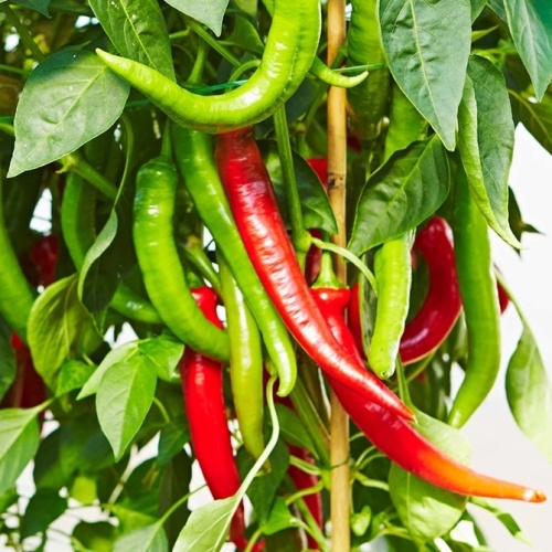 Paprika Vectura Red neroubovaná 12cm-0