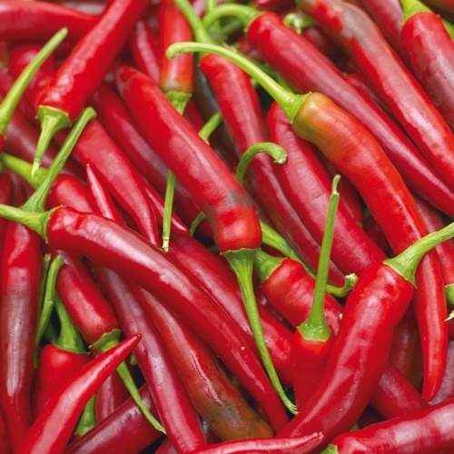 Paprika Vectura Red neroubovaná 12cm-1