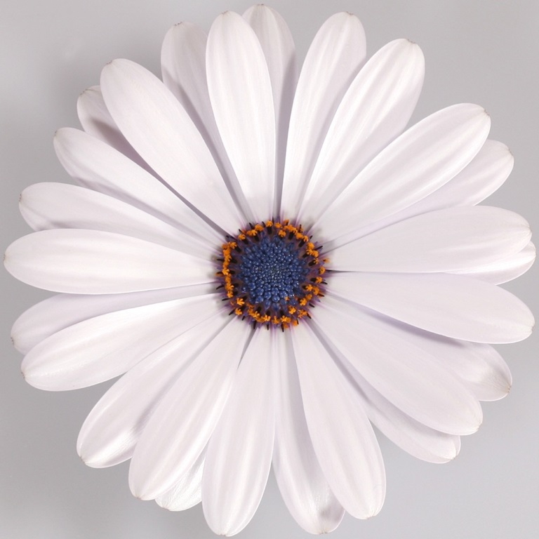 Vzpřímené balkonové květiny - Paprskovka bílá 4ks 11cm